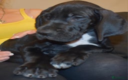 Great Dane dogs for sale: Great danes puppies KC ready!!! in Bathgate - Image 29