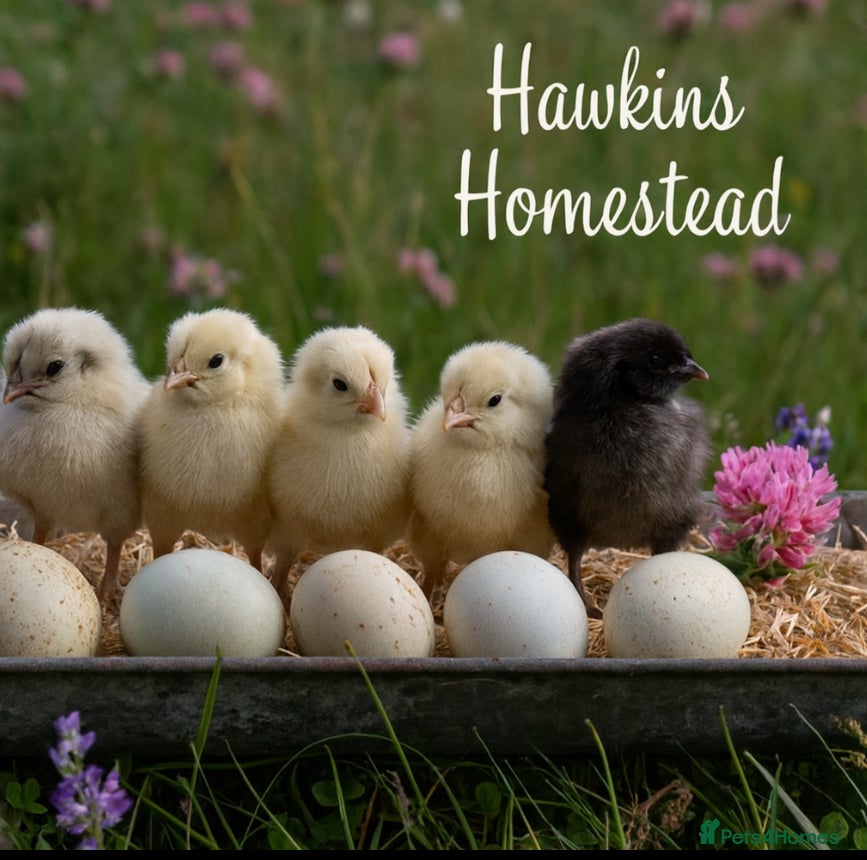 Chickens poultry Day old chicks, Are you chasing the rainbow eggs.  - Advert 5