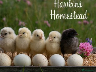 Chickens poultry Day old chicks, Are you chasing the rainbow eggs. - Advert 1