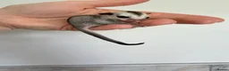 Sugar Glider rodents for sale: White face male Sugar glider available  - Advert 10
