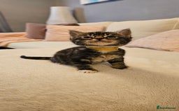 Domestic Shorthair cats for sale: 4 Adorable boys Looking for a Loving Home - Image 9