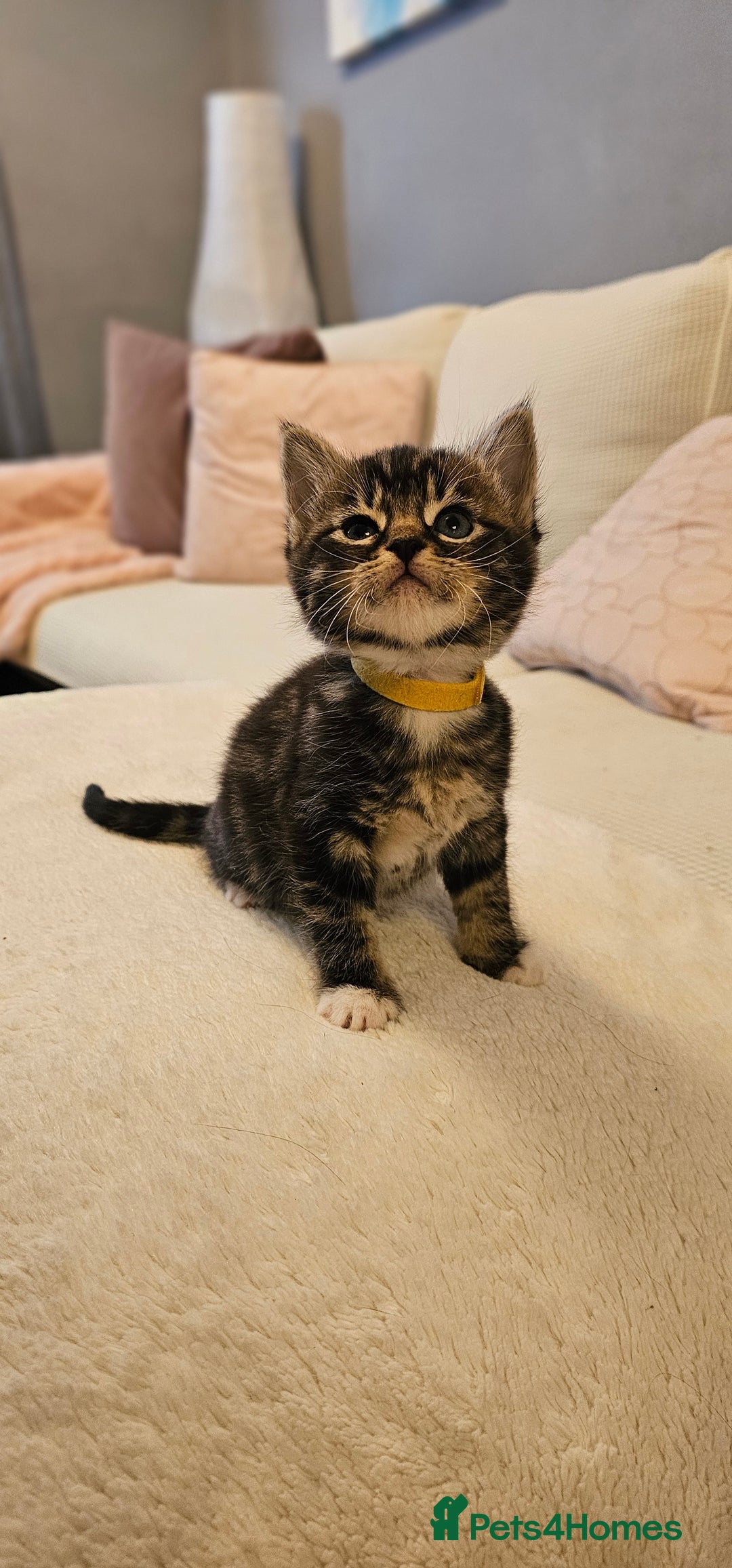 Domestic Shorthair cats for sale: 4 Adorable boys Looking for a Loving Home - Image 9