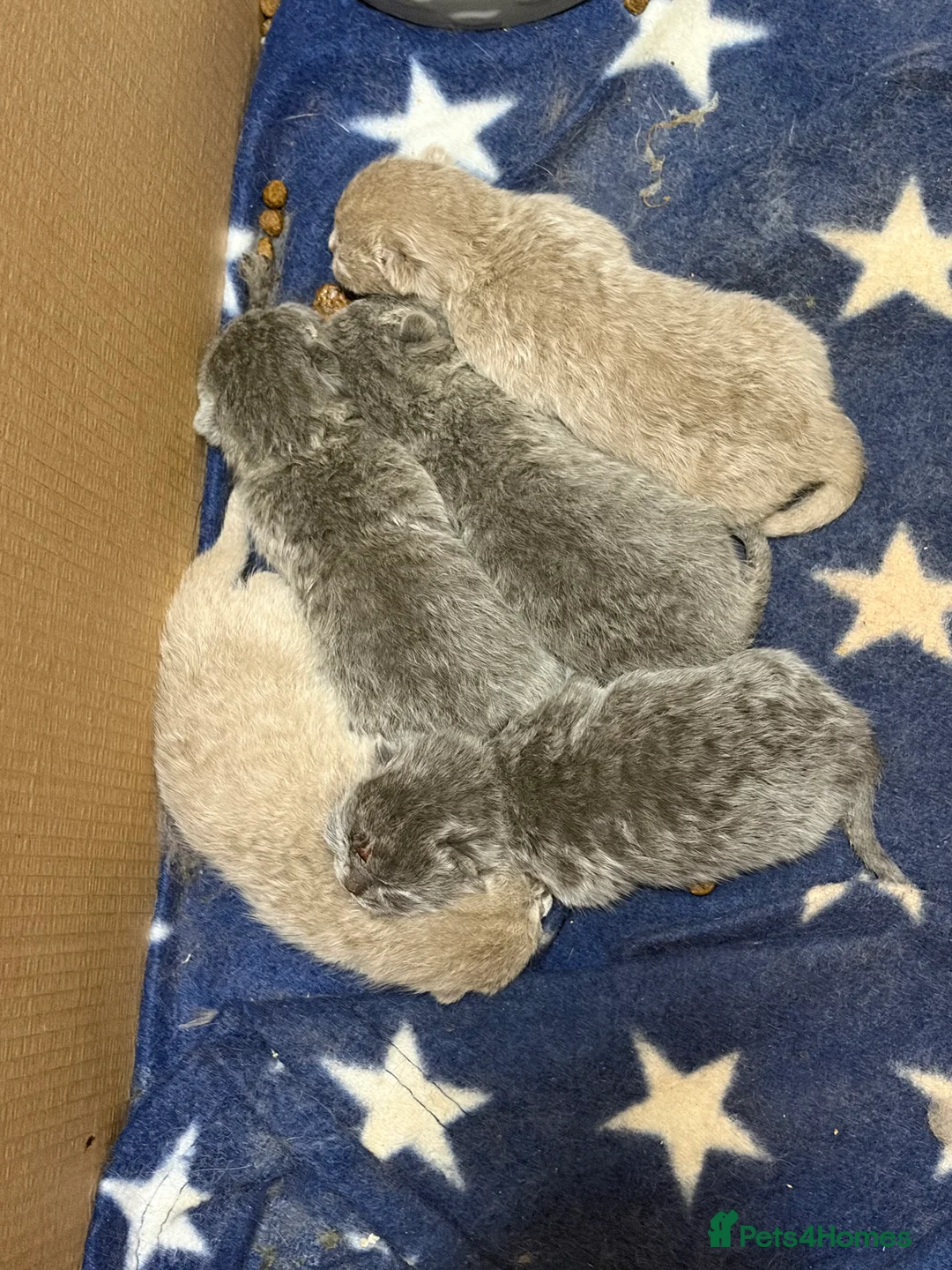 British Shorthair cats for sale: Adorable GCCF Registered kittens - Advert 2