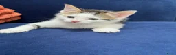 Bengal cats for sale: Bengal X kittens  in Bristol - Advert 30