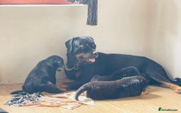 Rottweiler dogs for sale: Purebred Rottweiler Puppies for Sale - Image 8