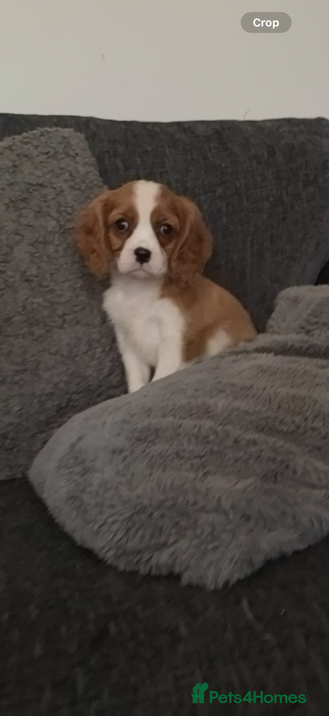 Cavalier King Charles Spaniel dogs for sale: Kennel club reg dna cavalier pups fully vaccine  - Image 3