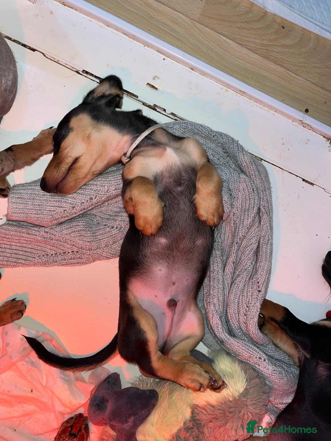 Miniature Dachshund dogs for sale: Last Male - Miniature Dachshunds - Advert 17