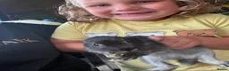 New Zealand rabbits for sale: New Zealand x Rex  - Advert 5