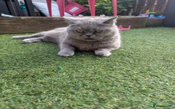 British Shorthair cats for sale: 2 British short hair cats for sale.  - Image 8