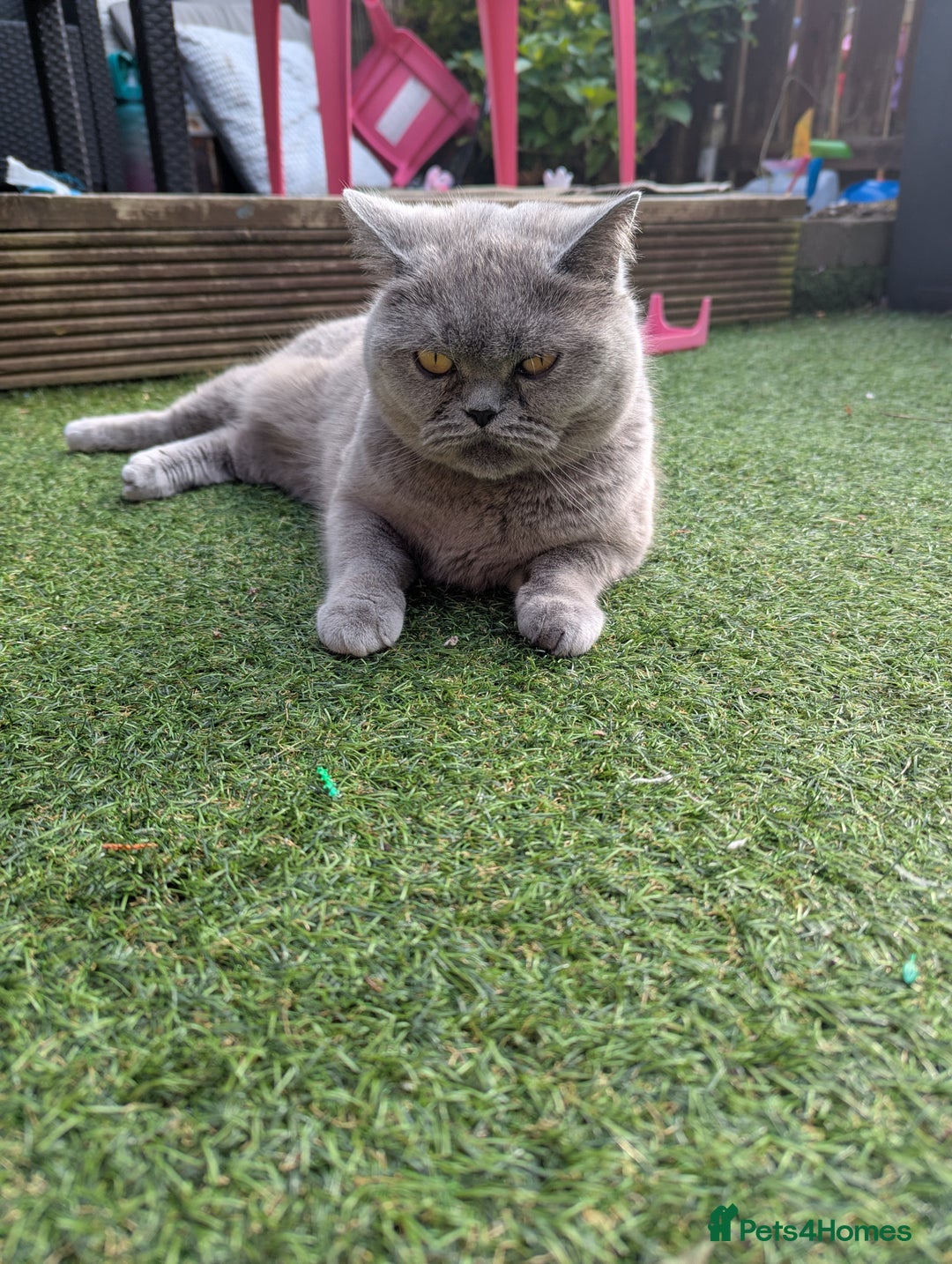 British Shorthair cats for sale: 2 British short hair cats for sale.  - Image 8