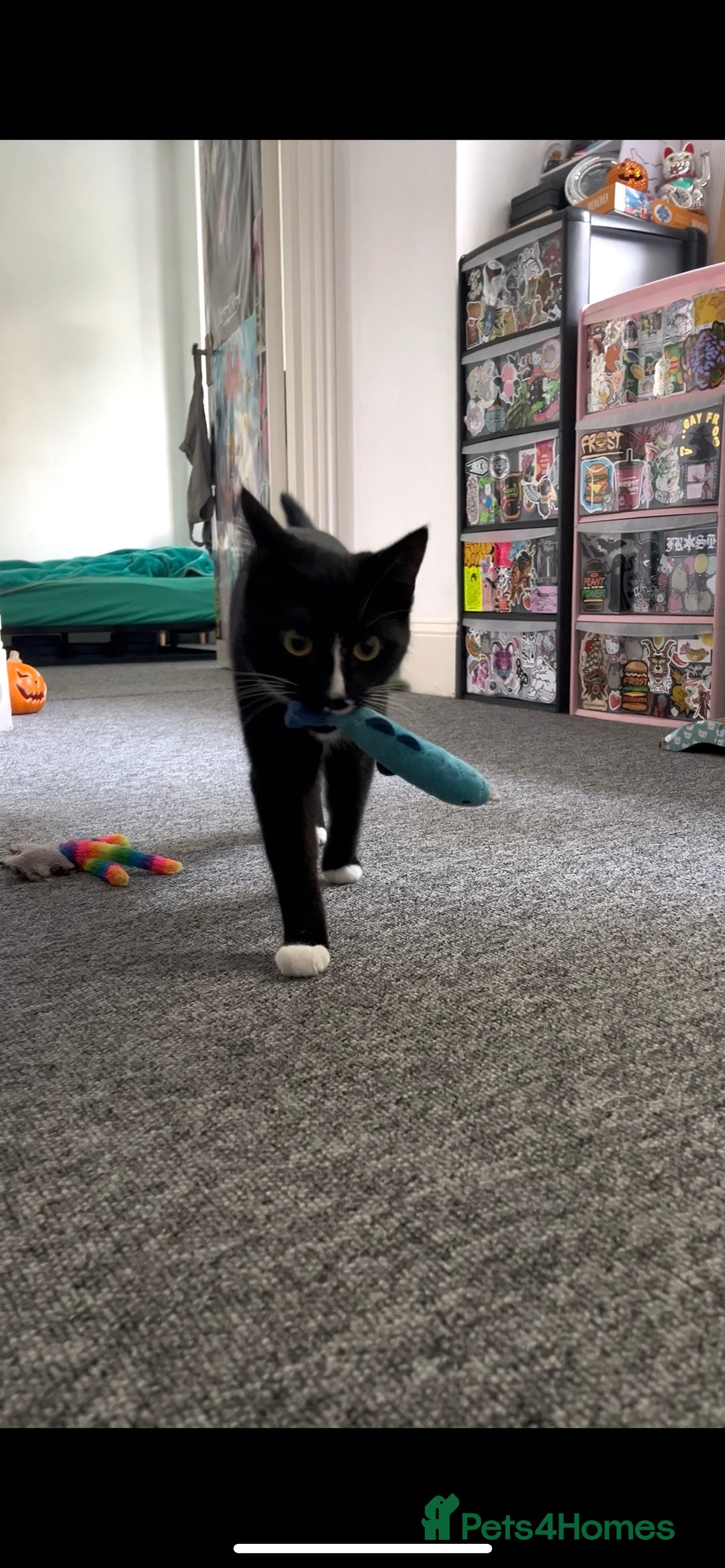 American Shorthair cats for sale: 2 brothers need a new home ASAP BOTH STAY TOGETHER - Advert 7