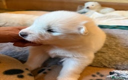 Samoyed dogs for sale: Gorgeous Samoyed Puppies  - Image 24