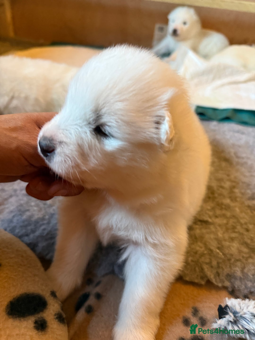 Samoyed dogs for sale: Gorgeous Samoyed Puppies  - Image 24