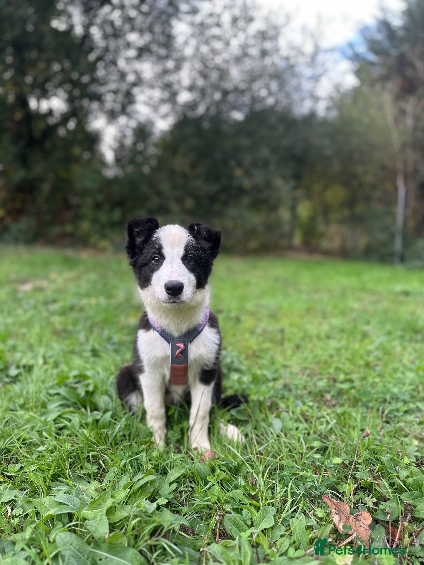 Border Collie dogs Health Tested, KC reg girl ready to go! - Advert 1