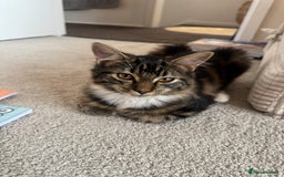 Siberian cats for sale: Siberian & Maine Coon Cross Female Cat Calico - Image 7