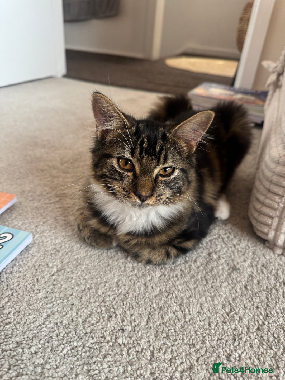 Siberian cats for sale: Siberian & Maine Coon Cross Female Cat Calico - Image 7