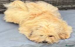 Pomapoo dogs for sale: Adorable pomapoo girl fully health tested parental in Southampton - Image 5