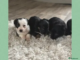 Mixed Breed dogs Collie cross scruffy jack - Advert 2