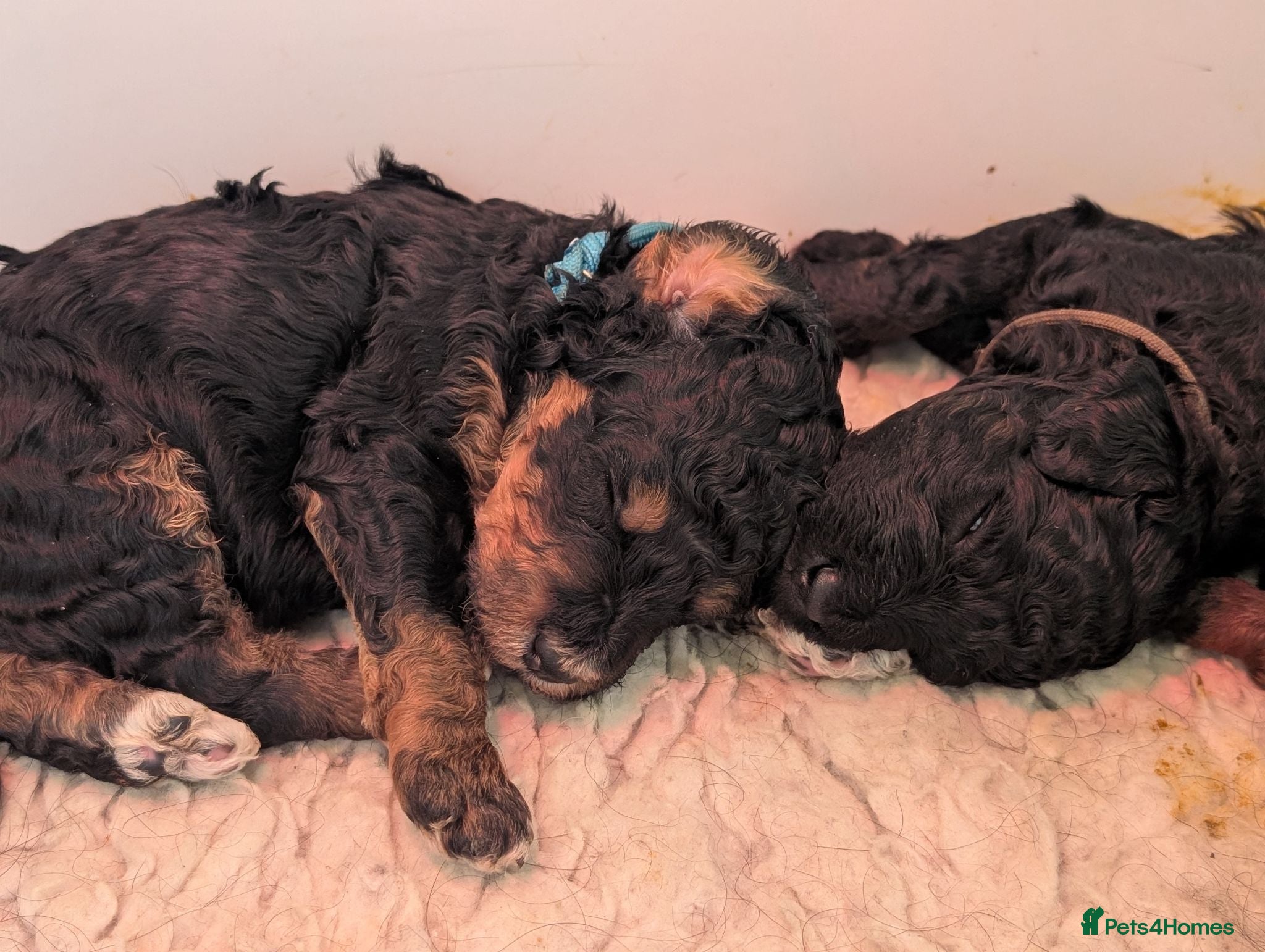 Mixed Breed dogs Rottweiler x puppies Rottle - Advert 1