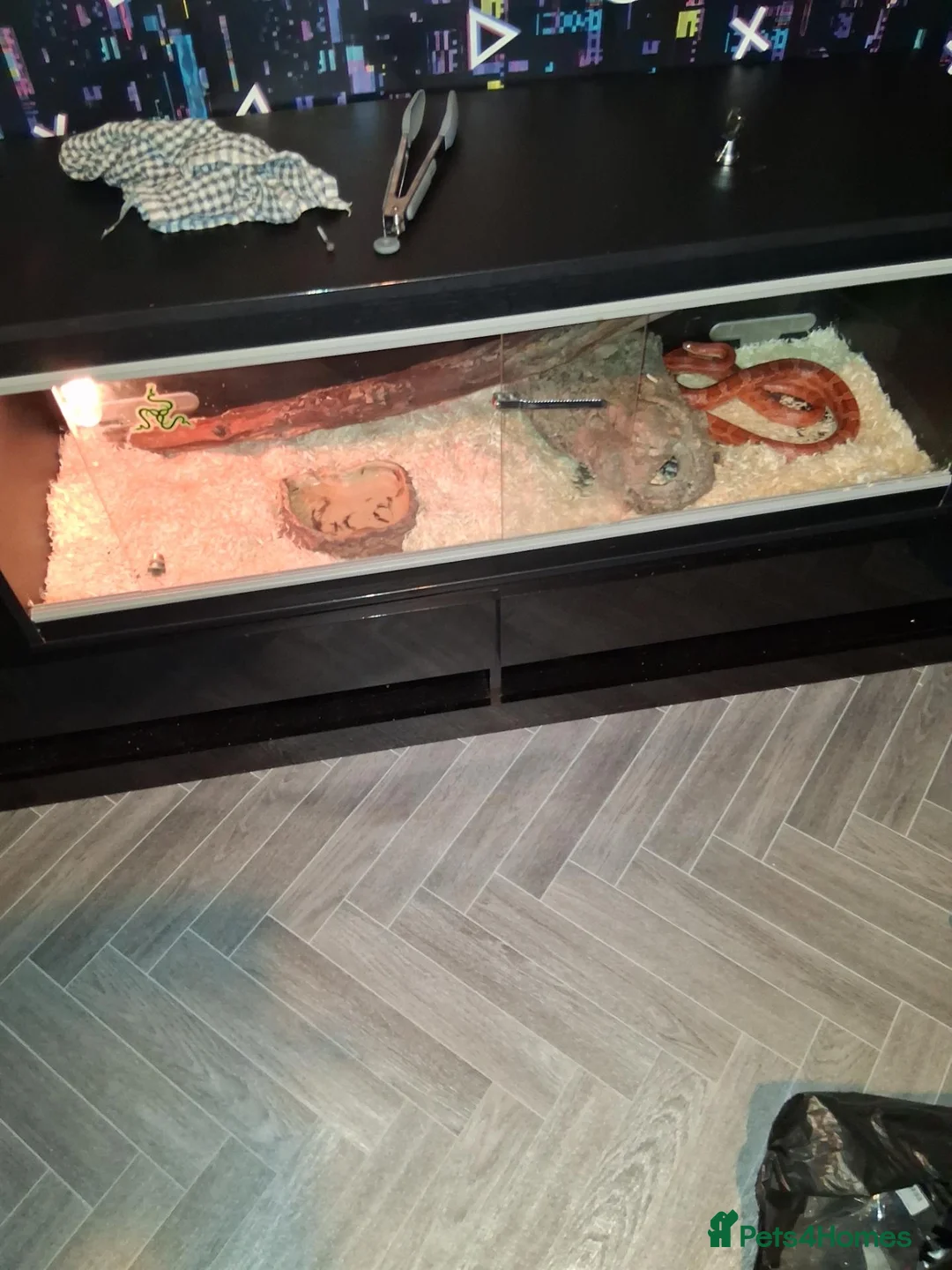 Corn Snake reptiles for sale: Corn snake and set up in Bristol - Advert 2