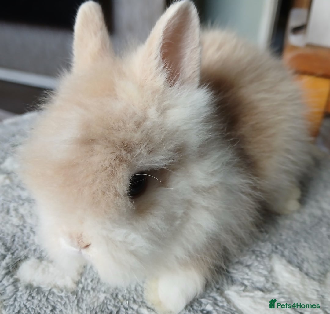 Lionhead rabbits for sale: Stunning DM Lionhead baby rabbits  - Image 1