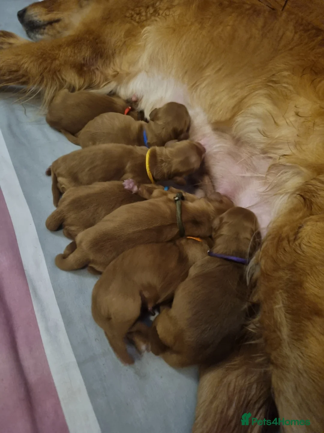 Mini Goldendoodle dogs for sale: F1 Fox Red Health Tested Mini Goldendoodles - Advert 14