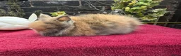 Lionhead rabbits for sale: Lionhead Baby Bunies  in Stoke-on-Trent - Advert 1