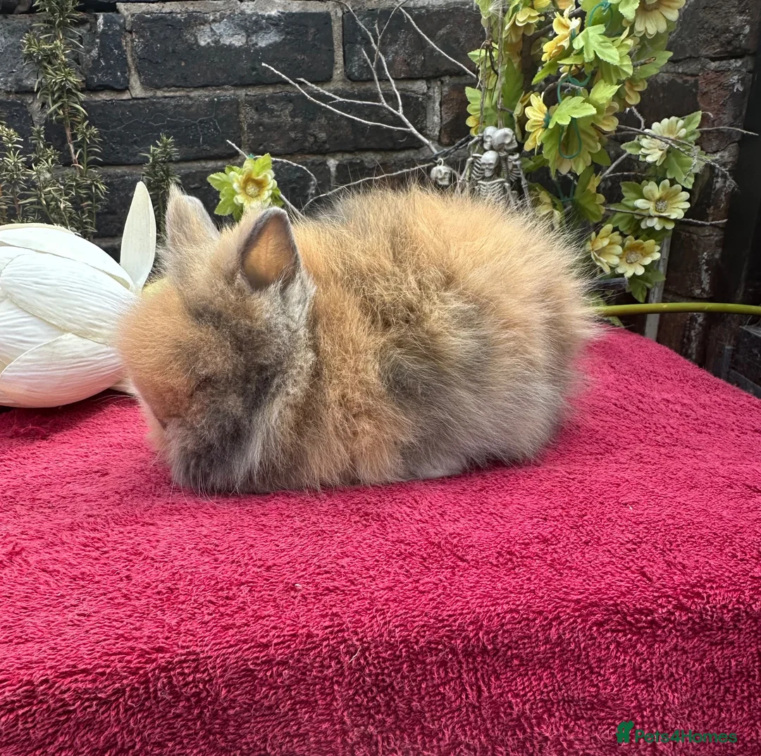 Lionhead rabbits for sale: Lionhead Baby Bunies  in Stoke-on-Trent - Advert 1