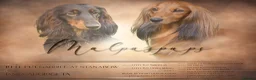 Miniature Dachshund dogs for sale: READY NOW KC Minature long-haired dachshund  - Advert 2