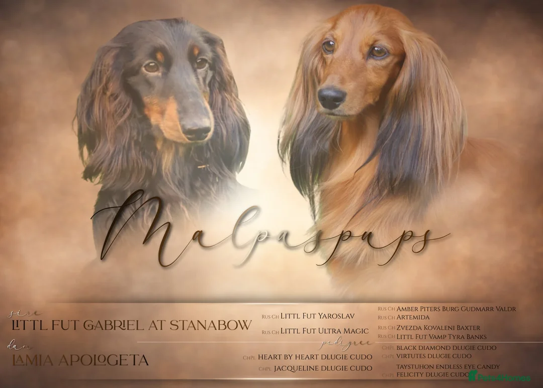 Miniature Dachshund dogs for sale: READY NOW KC Minature long-haired dachshund  - Advert 2