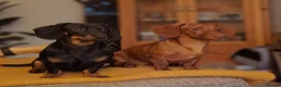 Miniature Dachshund dogs for stud: Hello Ladies! Im Percy 😘 in Newton Abbot - Advert 2