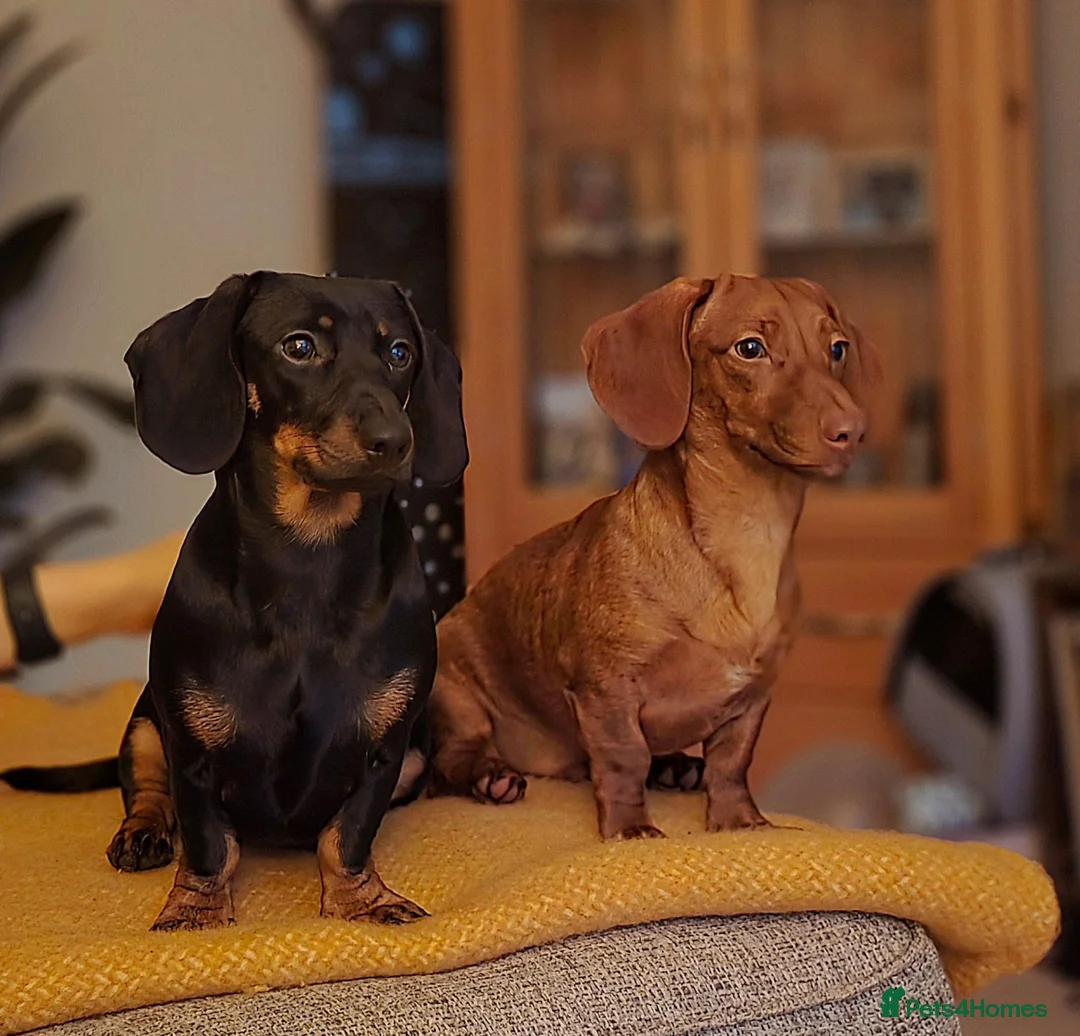 Miniature Dachshund dogs for stud: Hello Ladies! Im Percy 😘 in Newton Abbot - Advert 2