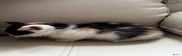 Mixed Breed cats for sale: calico kittens for sale! - Advert 9