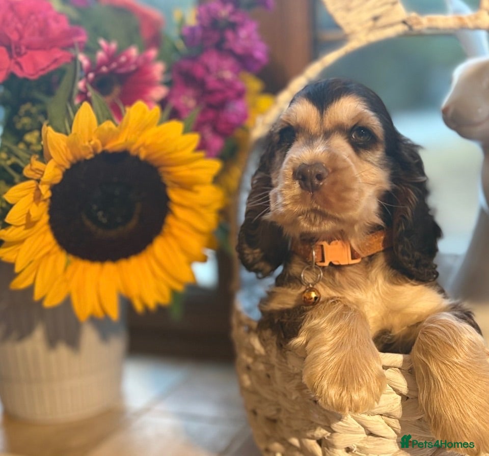 Cocker Spaniel dogs Ready now! Health tested show cocker spaniels - Advert 3