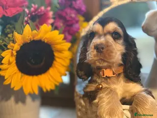 Cocker Spaniel dogs Ready now! Health tested show cocker spaniels - Advert 3