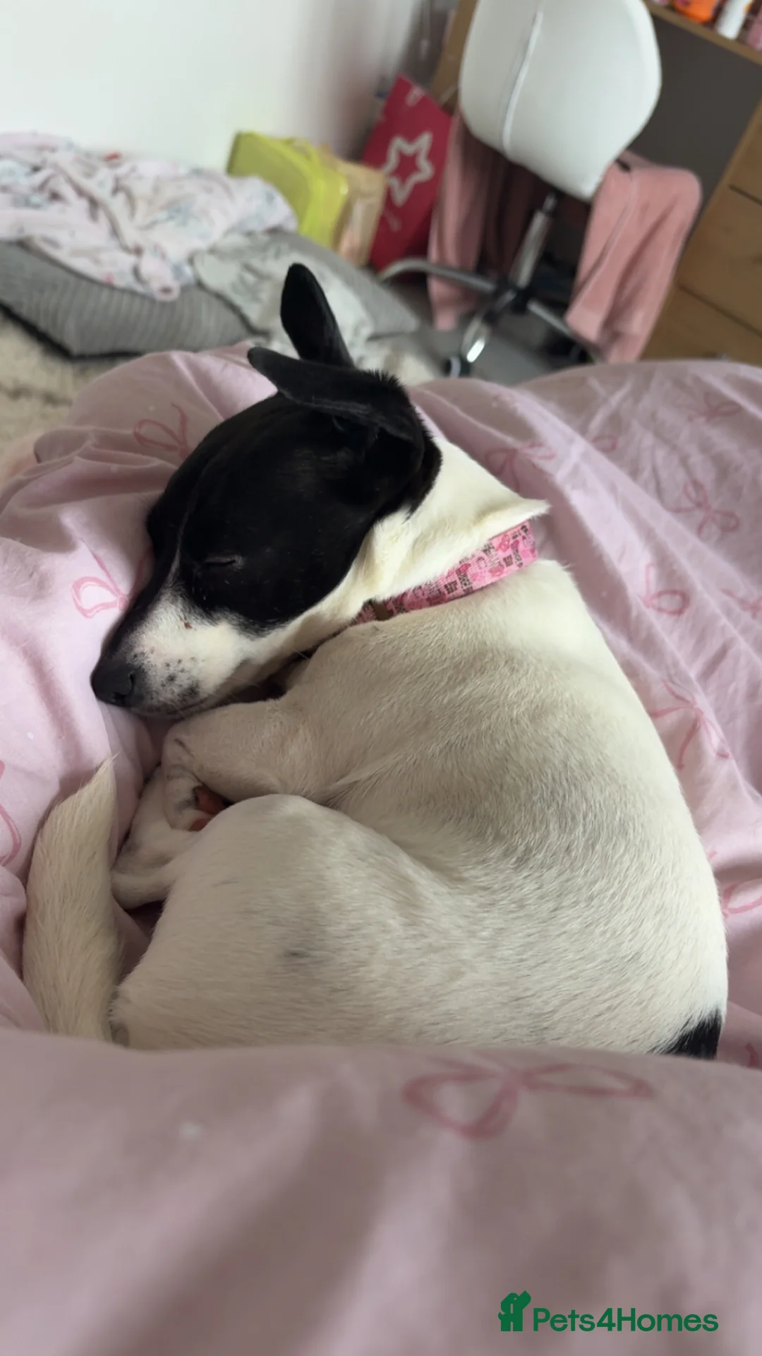 Jack Chi dogs for sale: Jack russel mix  in Solihull - Advert 2