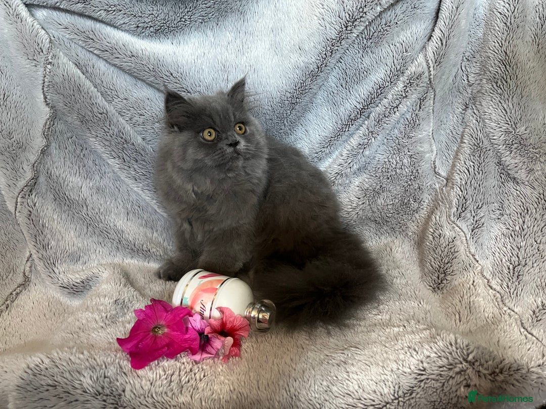 Persian cats for sale: Gentle natured blue Persian kitten (f) - Image 2