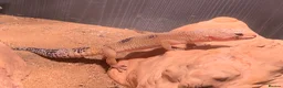 Leopard Gecko reptiles for sale: Leopard gecko and set up  in Wirral - Advert 5