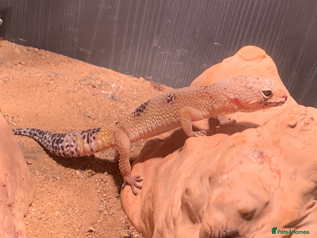 Leopard Gecko reptiles for sale: Leopard gecko and set up  in Wirral - Advert 5