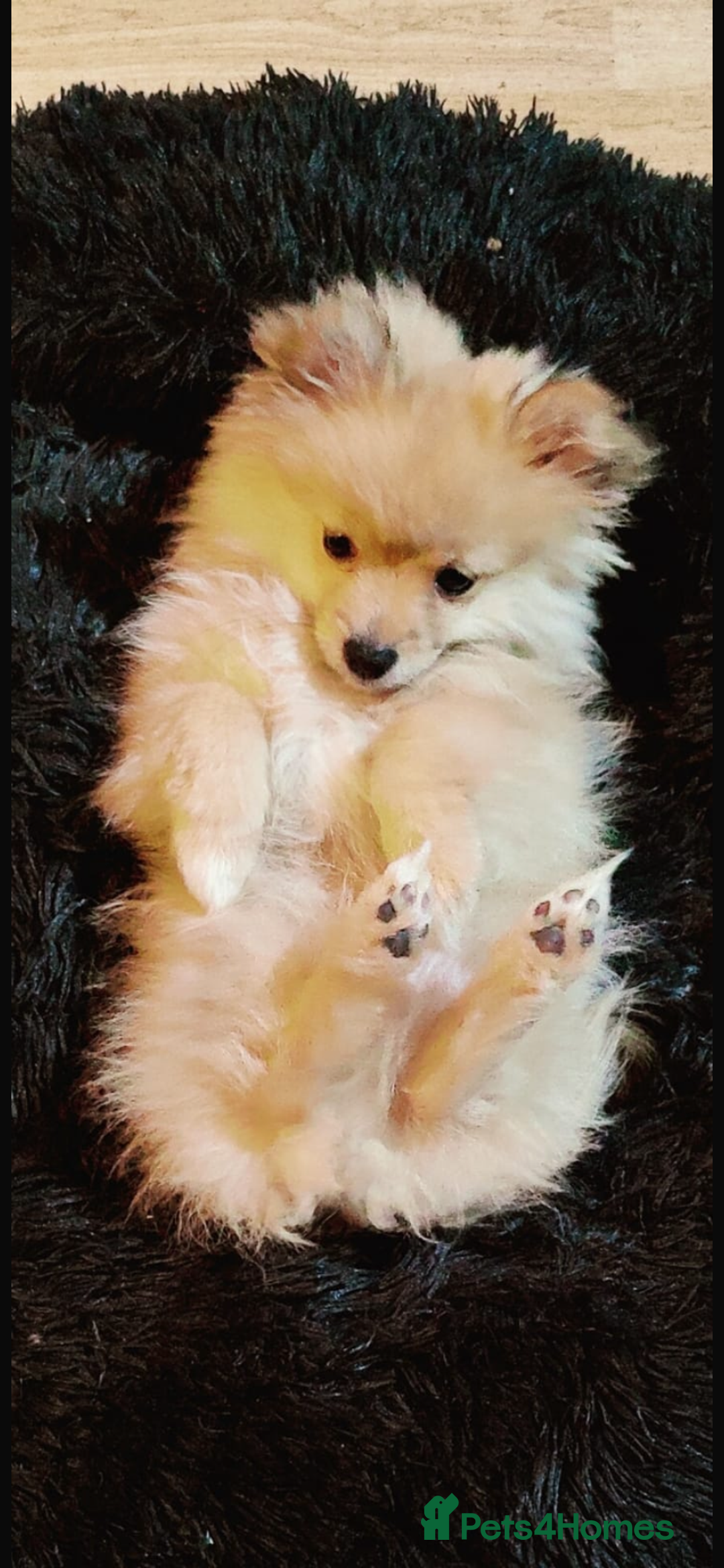 Pomeranian dogs for sale: This is bao he’s a lovely dog - Advert 7