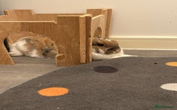 Mixed Breed rabbits for sale: Male and female rabbit  - Image 5