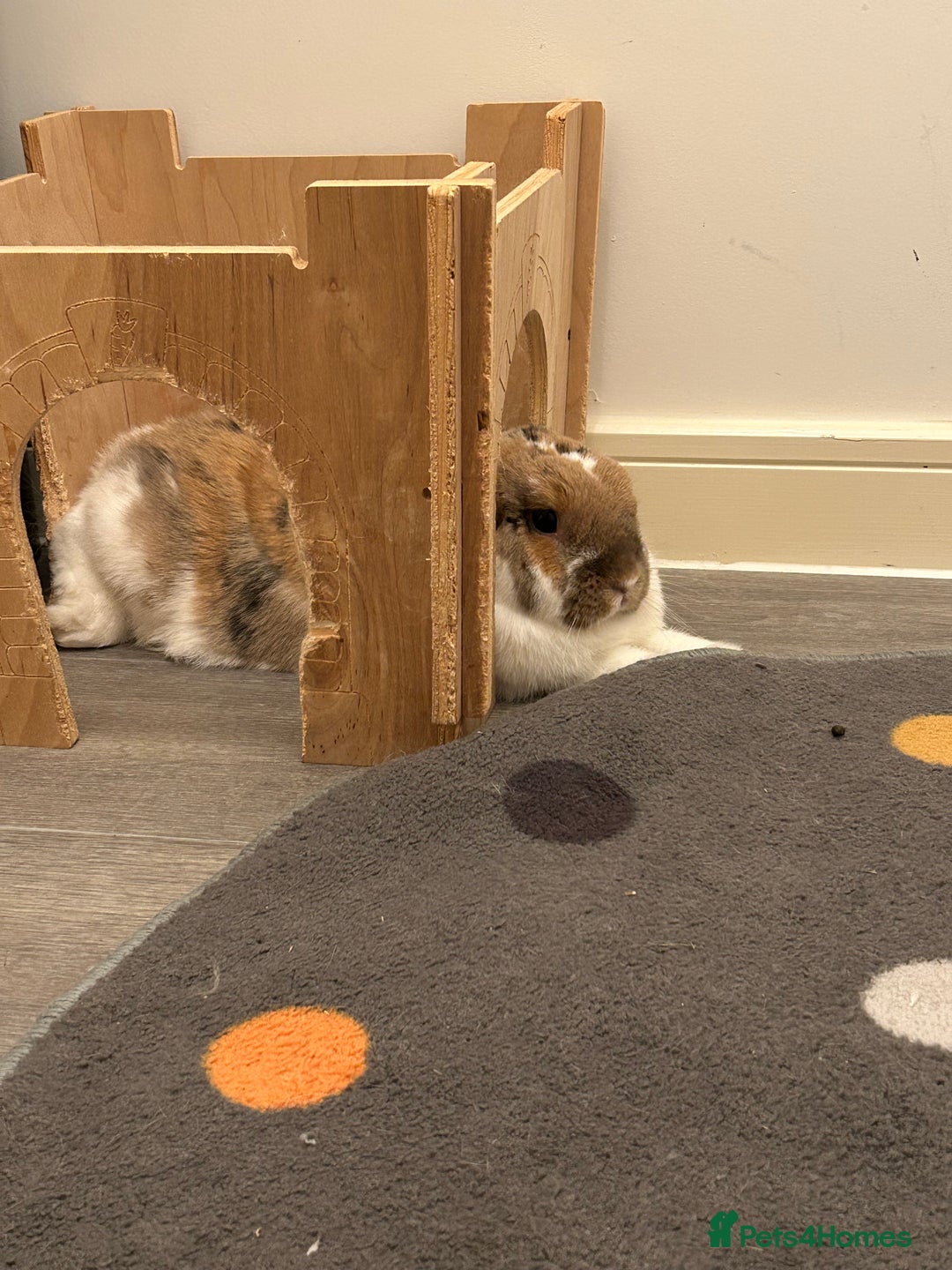 Mixed Breed rabbits for sale: Male and female rabbit  - Image 5