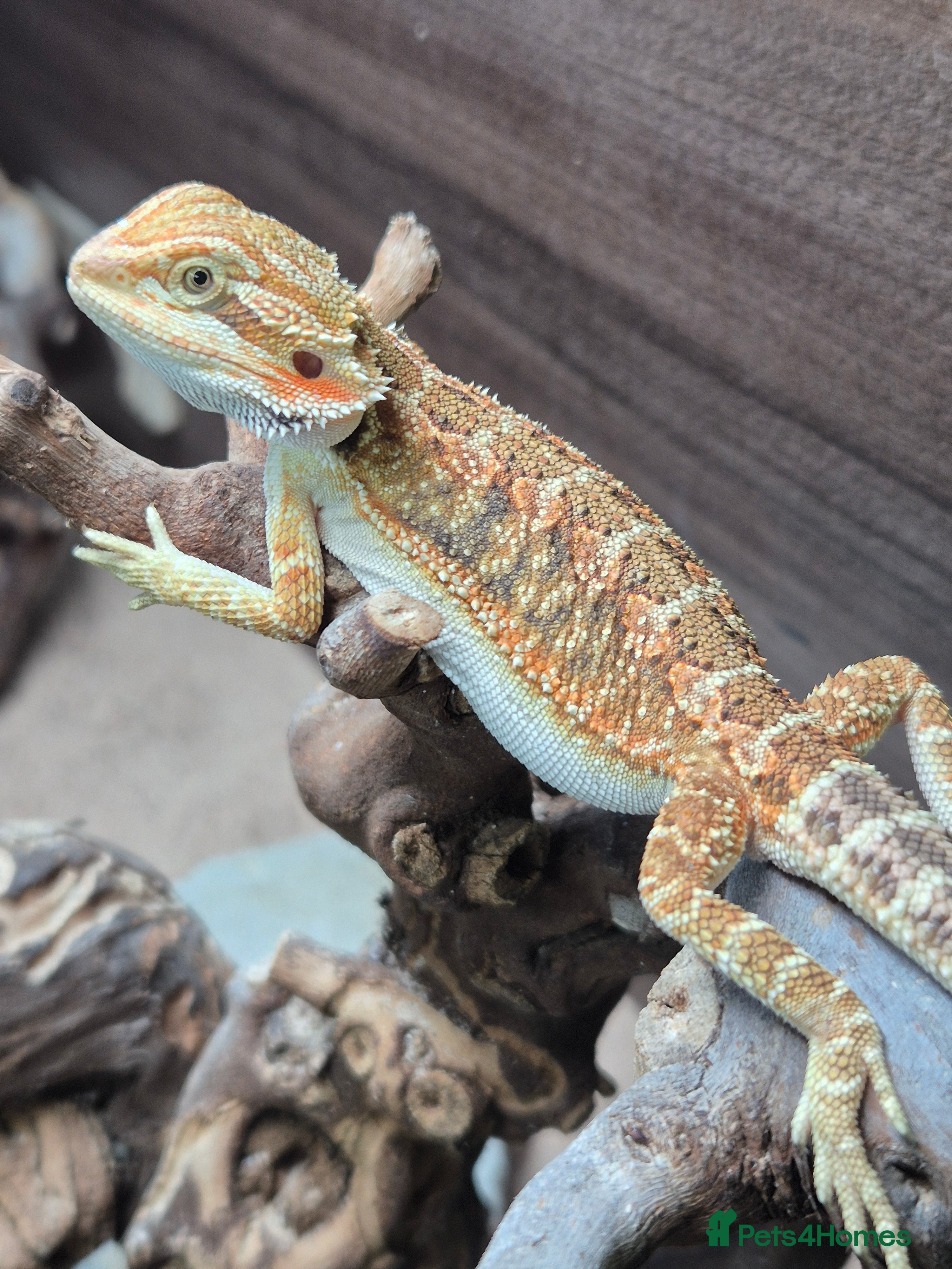 Bearded Dragon reptiles Baby bearded dragons - Advert 10