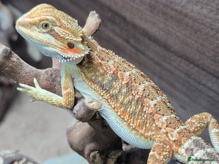 Bearded Dragon reptiles Baby bearded dragons - Advert 10