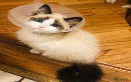 Ragdoll cats for adoption: Dexter tje rescue ragdoll needs a new home asap - Image 7