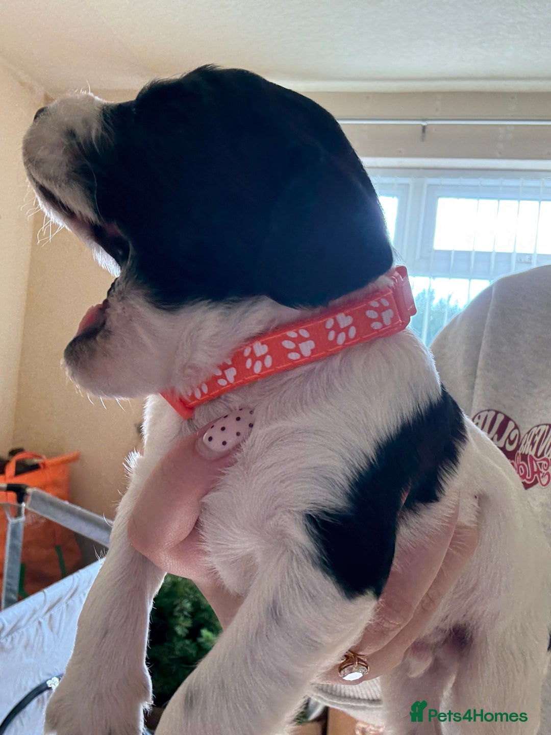 Cocker Spaniel dogs for sale: Working Cocker Spaniel Puppies  - Image 24