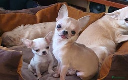 Chihuahua dogs for sale: Tiny Blue Fawn chihuahua boy  - Image 2