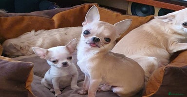 Chihuahua dogs - Advert 1