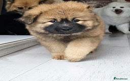 Eurasier dogs for sale: Eurasier Puppies KC Registered in Northampton - Image 28