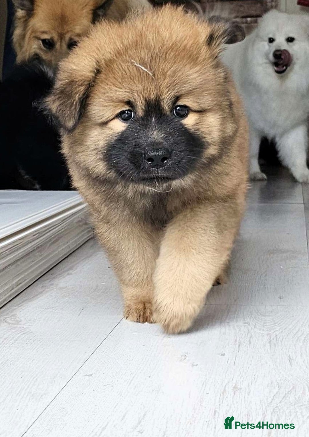 Eurasier dogs for sale: Eurasier Puppies KC Registered in Northampton - Image 28